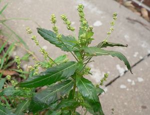 Bažanka roční (Mercurialis annua)