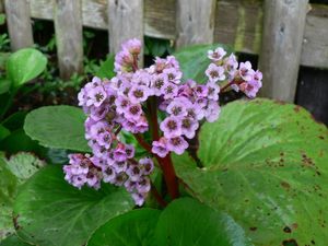 Bergénie srdčitá (Bergenia Cordifolia)