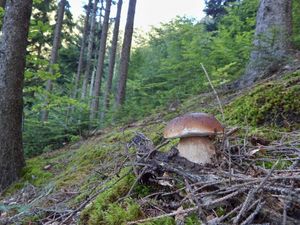 Klikni pro velký obrázek