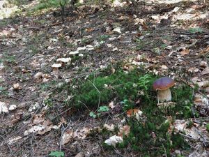 Klikni pro velký obrázek