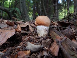 Klikni pro velký obrázek