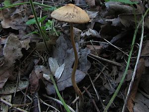 Čepičatka polokulovitá - Conocybe semiglobata Kühn.ex Sing.