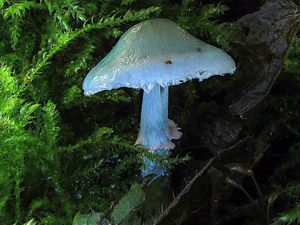 Klikni pro velký obrázek