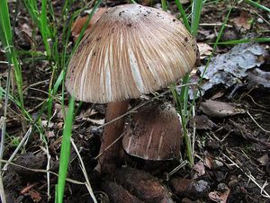 Vláknice hvězdovýtrusá - Inocybe asterospora Quél. 1880