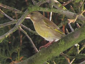 Klikni pro velký obrázek