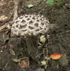 Klikni pro velký obrázek