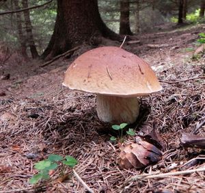 Klikni pro velký obrázek