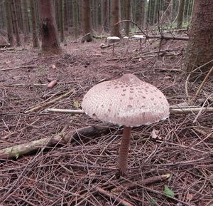 Klikni pro velký obrázek