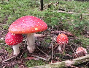 Klikni pro velký obrázek