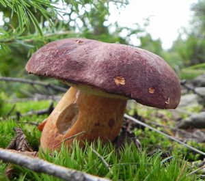 Klikni pro velký obrázek