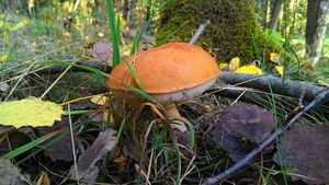 Klikni pro velký obrázek