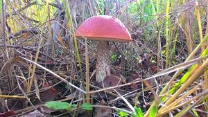 Klikni pro velký obrázek