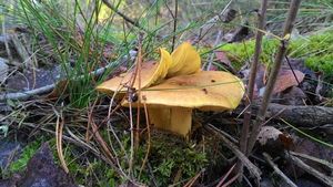 Klikni pro velký obrázek