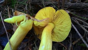 Klikni pro velký obrázek