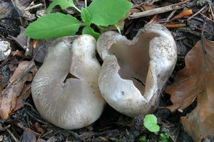 Baňka velkokališná - Sarcosphaera coronaria (Jacq.) J. Schröt. 1893