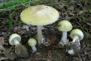 Muchomůrka zelená - Amanita phalloides (Vaill. ex Fr.) Link 1833