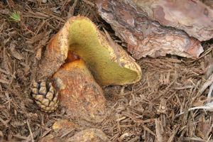 Hřib sírový - Buchwaldoboletus sphaerocephalus (Barla) Watl