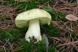 Klikni pro velký obrázek