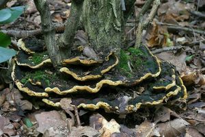 Ohňovec rybízový - Phellinus ribis syn. Phylloporia ribis