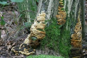 Ohňovec rybízový - Phellinus ribis syn. Phylloporia ribis