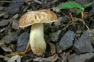 Hřib skvrnitý - Boletus depilatus Redeuilh 1986