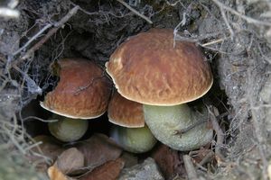 Hřib skvrnitý - Boletus depilatus Redeuilh 1986