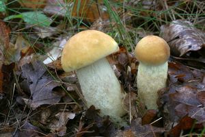 Kozák dubový - Leccinellum crocipodium (Letell.) Della Maggiora & Trassinelli 2014