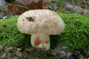 Hřib plavý - Boletus impolitus Fr. 1838