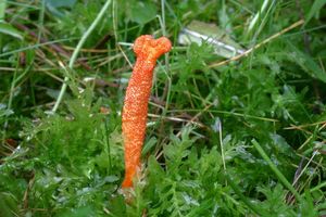 Housenice červená - Cordyceps militaris (L.) Fr. 1818