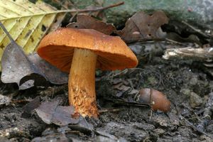 Pavučinec plyšový - Cortinarius orellanus Fr. 1838