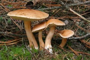 Klouzek kravský - Suillus bovinus (L.:Fr.) Roussel