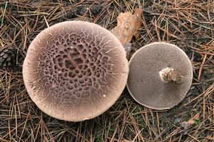 Klikni pro velký obrázek