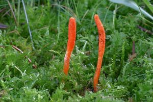 Housenice červená - Cordyceps militaris (L.) Fr. 1818