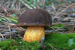 Klikni pro velký obrázek