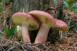 Šafránka červenožlutá - Tricholomopsis rutilans (Schaeff.) Singer 1939