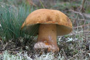 Klikni pro velký obrázek