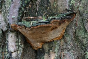 Ohňovec borový - Phellinus pini (Brot.) Bondartsev & Singer