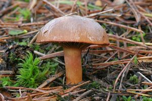 Klikni pro velký obrázek