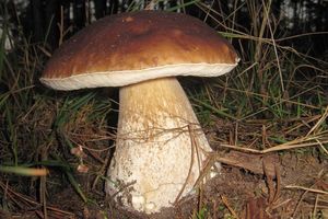 Klikni pro velký obrázek