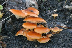 Klikni pro velký obrázek