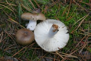 Holubinka nelibá - Russula amoenolens Romagn. 1952