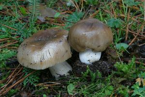 Holubinka nelibá - Russula amoenolens Romagn. 1952