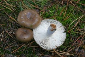 Holubinka nelibá - Russula amoenolens Romagn. 1952