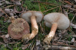 Čirůvka bělohnědá - Tricholoma albobrunneum (Pers.) P. Kumm. 1871