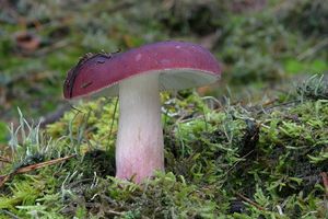 Holubinka brunátná - Russula badia Quél. 1881