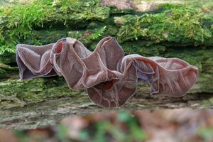 Boltcovitka ucho Jidášovo - Auricularia auricula-judae (Bull.) Quél. 1886