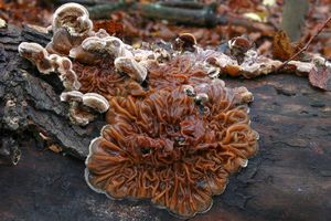 Boltcovitka mozkovitá - Auricularia mesenterica (Dicks.) Pers. 1822