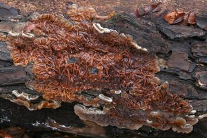 Boltcovitka mozkovitá - Auricularia mesenterica (Dicks.) Pers. 1822