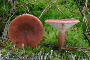 Ryzec ryšavý - Lactarius rufus (Scorp.: Fr.) Fr.