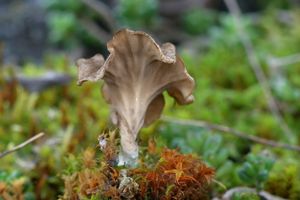 Mecháček lopatkovitý - Arrhenia spathulata  (Fr.) Redhead 1984